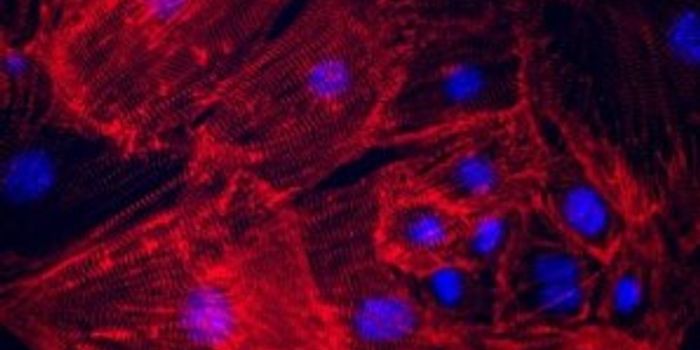 Hidden Link Between Diabetes and Heart Damage: A new test detects heretofore invisible damage to heart muscle