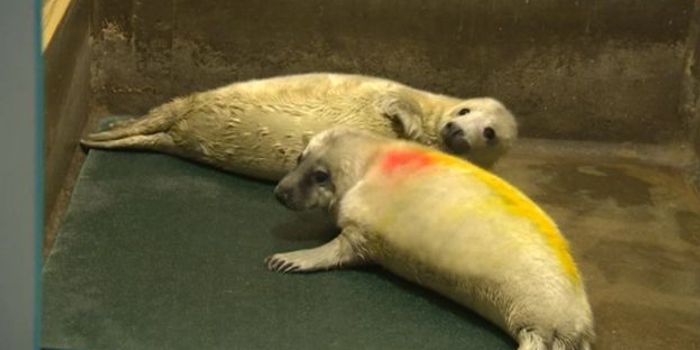 First Case of Grey Seal Twins Ever Recorded