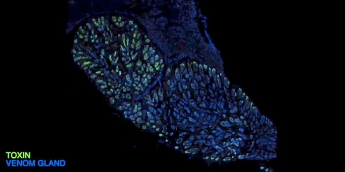 Scientists Engineer Venom-Producing Organoids