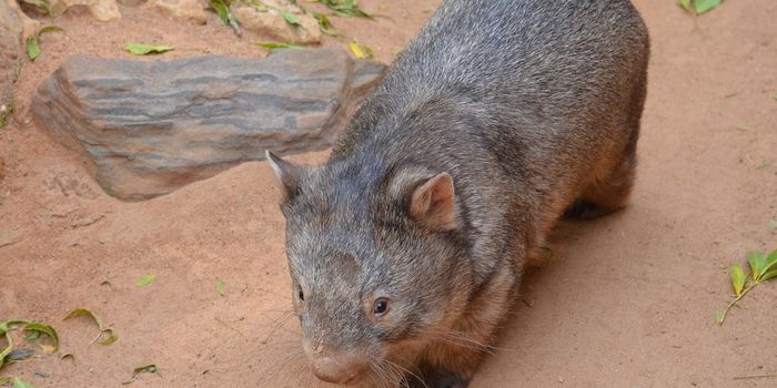 Scientists Discover Why Wombat Poop Takes a Cubic Shape