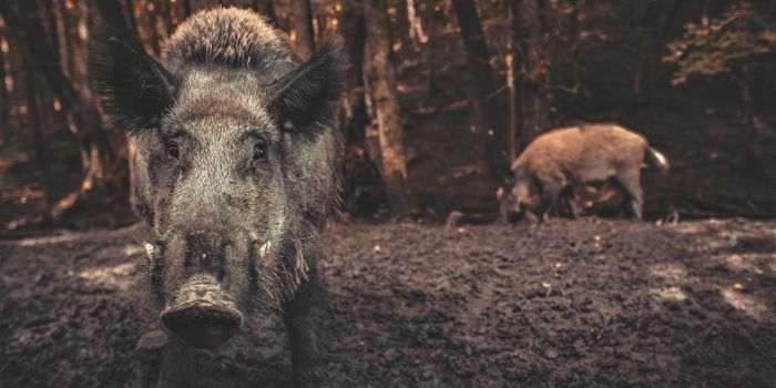 Feral Pigs Are Releasing More Carbon Than One Million Cars