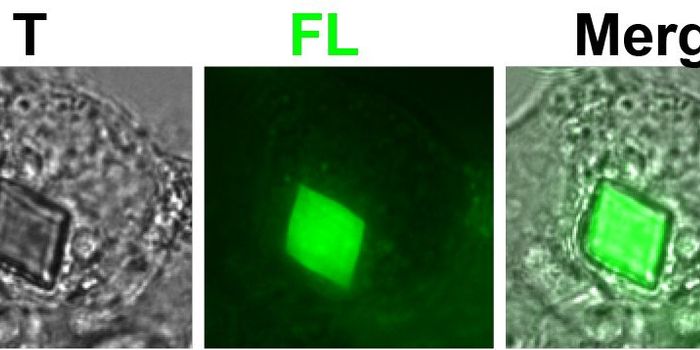 Fluorescent Crystallizing Protein Created in Japan
