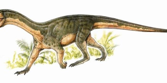 Ancestors to Early Dinosaurs Walked Like Crocodiles