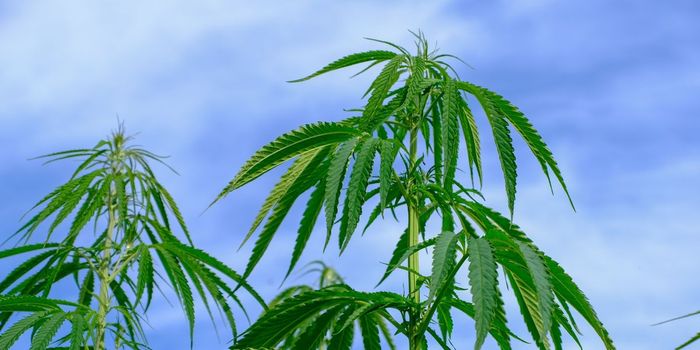 Canadians Use More Cannabis than Other Countries