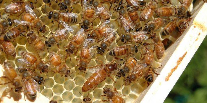 Celebrate Honeybees and Beekeepers on National Honeybee Day!