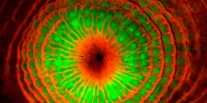 Scientists Finally Know Why Deep-Water Corals Glow in the Dark