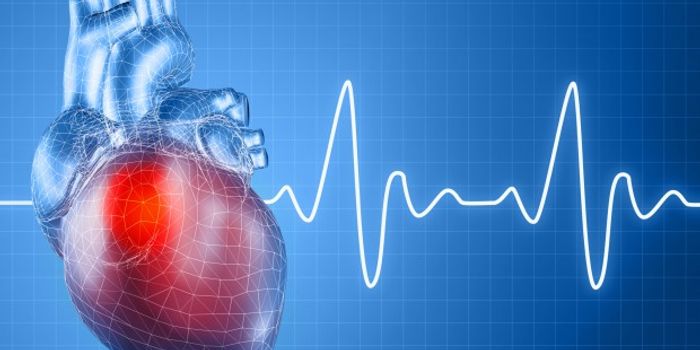 Crucial Protein Keeps the Heart Beating on Time