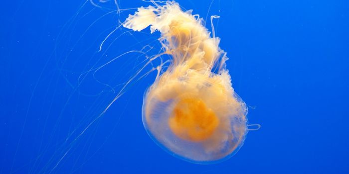 It's Jellyfish Eat Jellyfish Out There...