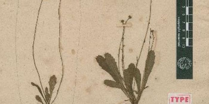 Irreplaceable Rare Flowers Destroyed By Paperwork Accident in Australia