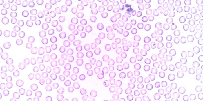 Bone Marrow Model Made from Human Cells