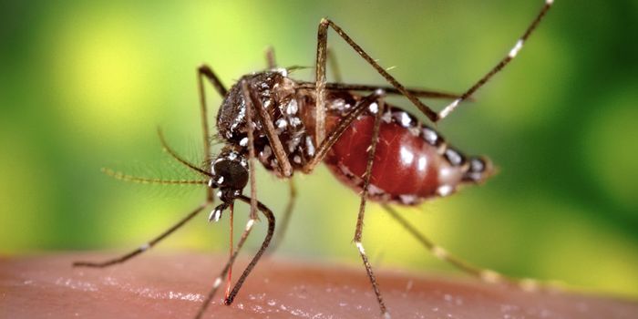 How a Microbe May Help Stop the Spread of Malaria