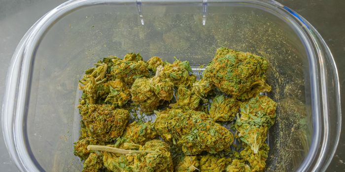 Volatile Sulfur Compounds Cause Skunky Cannabis Aroma