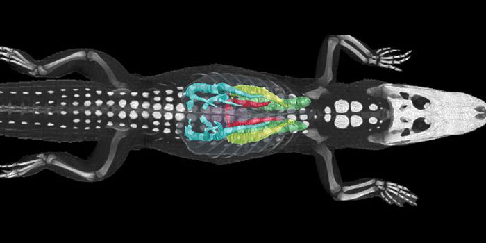 Alligator lungs show how dinosaurs synthesized oxygen