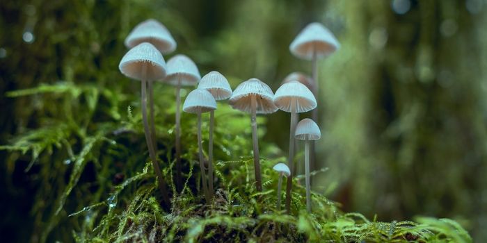 Magic mushrooms as medicine? Denver decriminalizes psychedelic mushrooms