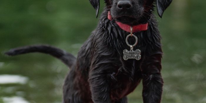 Genetic Similarities between Human and Canine Cancers: What Can We Learn from Man's Best Friend?