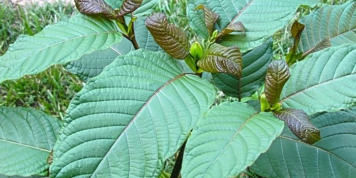 New Street Drug Alert: Kratom