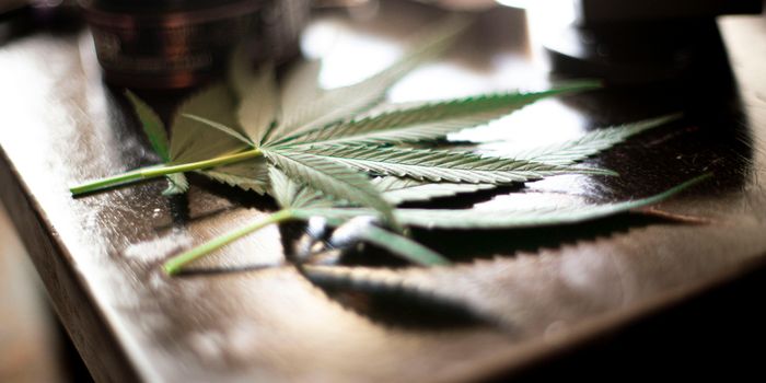 Study Examines Potential Medical Benefits of Terpenes and Flavonoids