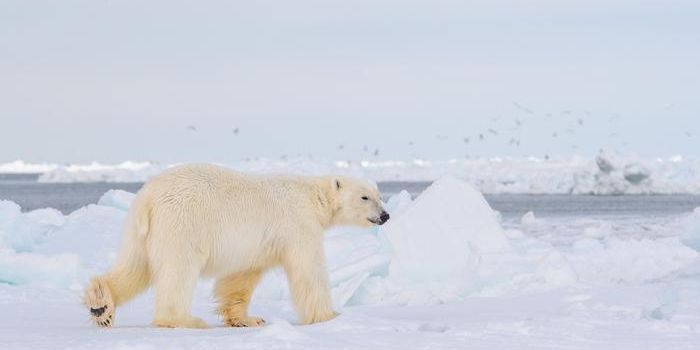 Snowy Footprints as DNA Gold Mines: A New Frontier in Polar Bear Research