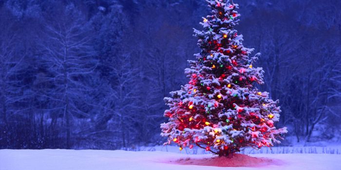 What does your Christmas tree mean for the environment?