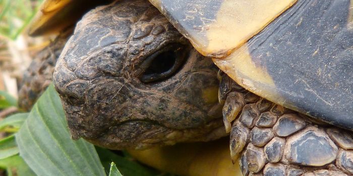 Why Do Turtles Have the Ability to Retract Their Heads?