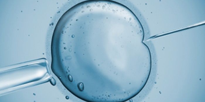 The Mitochondria: More Than a Powerhouse