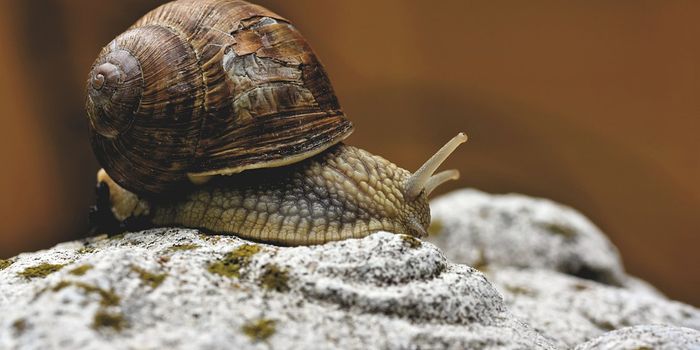 First manufactured non-cuttable material is modeled after mollusk shells