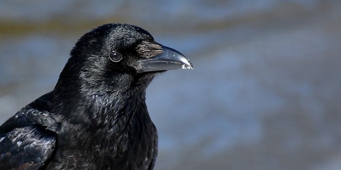 Study Reveals Speciation Reversal in Common Ravens