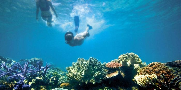 Australia shells out the big bucks to save the Great Barrier Reef