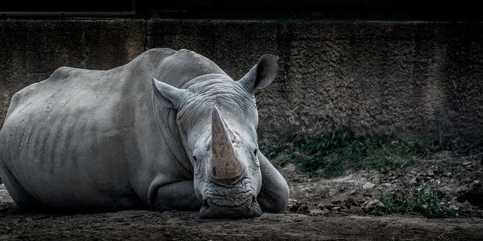 South Africa Observes a Small Dip in Rhino Poaching