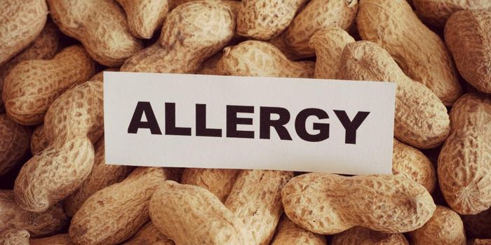 Suppressing Peant Allergy Anaphylaxis with Histamine Blockers