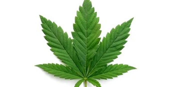 Study calls for Improved Cannabis Product Labeling Practices