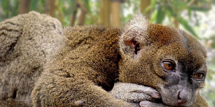 Climate change is driving monkeys to the ground