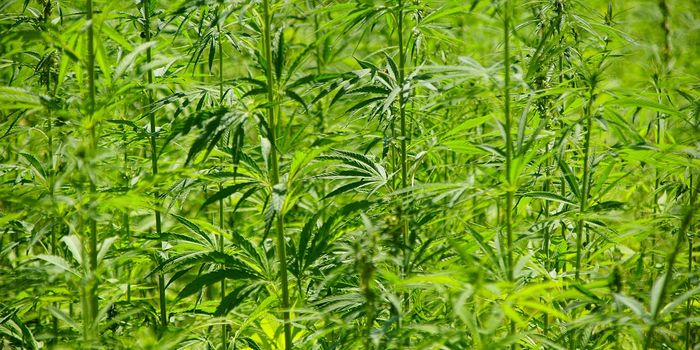 Study Examines Effects of Different Fertilizers and Environments on Hemp Crop Yield and Quality