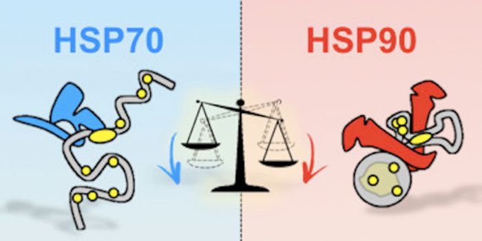 Heat-Shock Protein Chaperone Alters Environmental Effect on Mutations