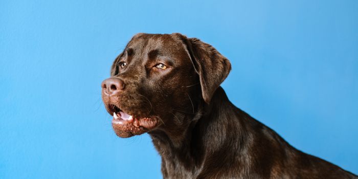 CBD Helps Dogs With Osteoarthritis Stay More Active