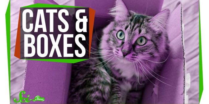 A Scientific Explanation for Why Cats Love Boxes