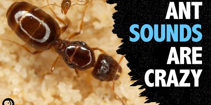 Here's How Ants Communicate With One Another