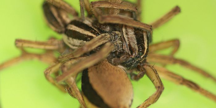 Study Reveals Why These Spiders Have Threesomes