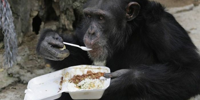 Cooking Chimpanzees Offer Clues to Human Evolution