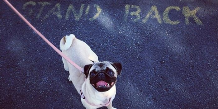 Walk the Dog, It's Good for You