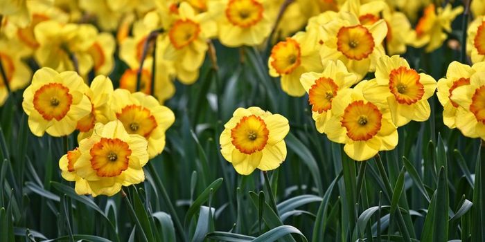 Compound in Daffodils Can Help Fight Cancer