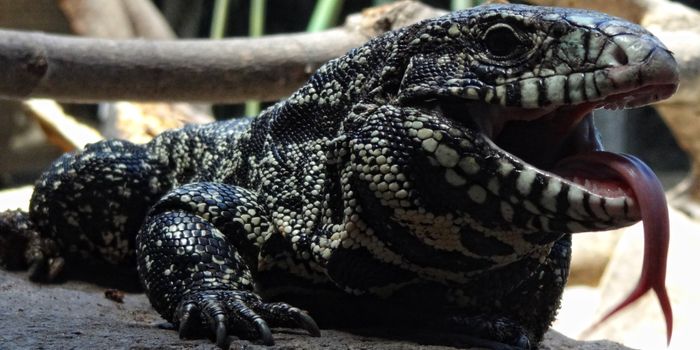 Tegus Can Regulate Their Own Body Heat in Regards to Surrounding Air