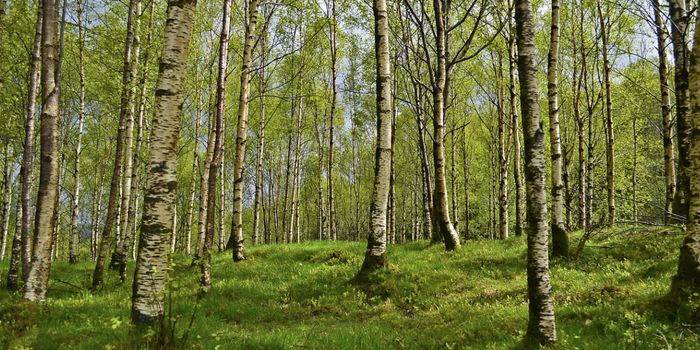 Can Allergy Symptoms be Relieved by Treating Micronutrition Deficiencies?