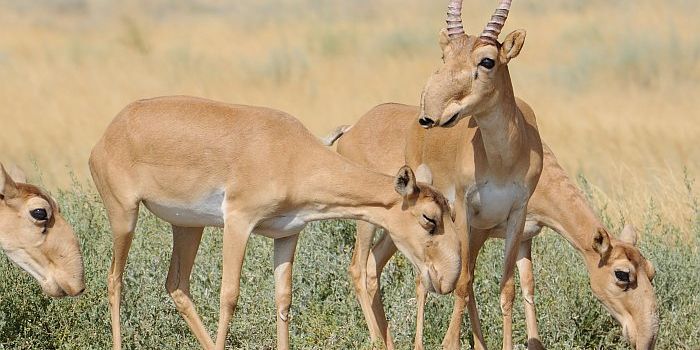 Researchers One Step Closer to Solving 2015 Saiga Antelope Die-Off Mystery
