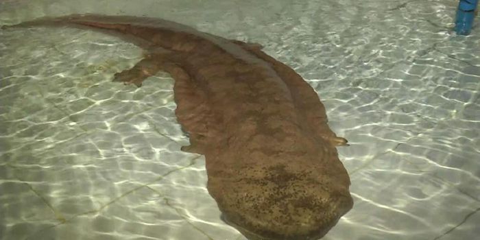 Rare Massive Salamander Discovered in a Chinese Cave