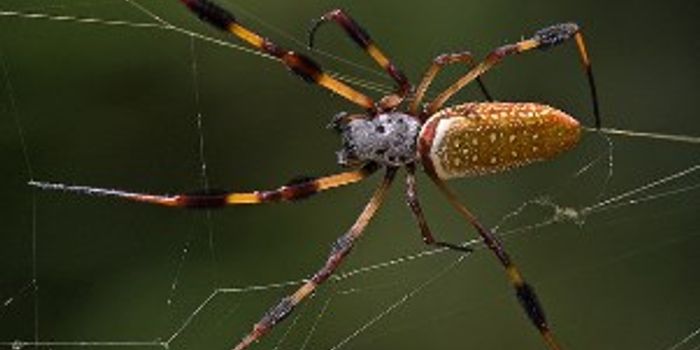 City Spiders are Living Large