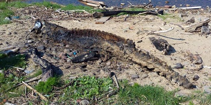 Strange Sea Creature Washes Up Beach in Wales and Baffles Visitors
