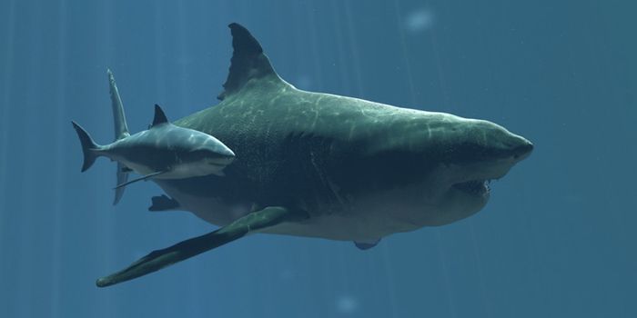 Did Scientists Find the World's First Great White Shark Nursery?