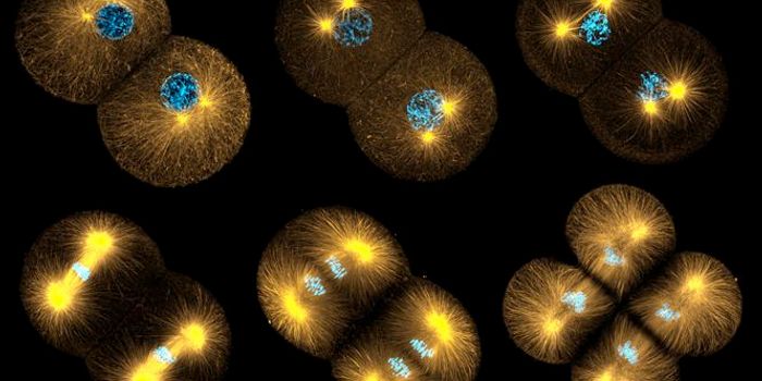 Dampening Inflammatory Signals to Prevent Chronic Disease