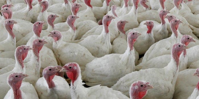 Another Food Recall: Ground Turkey